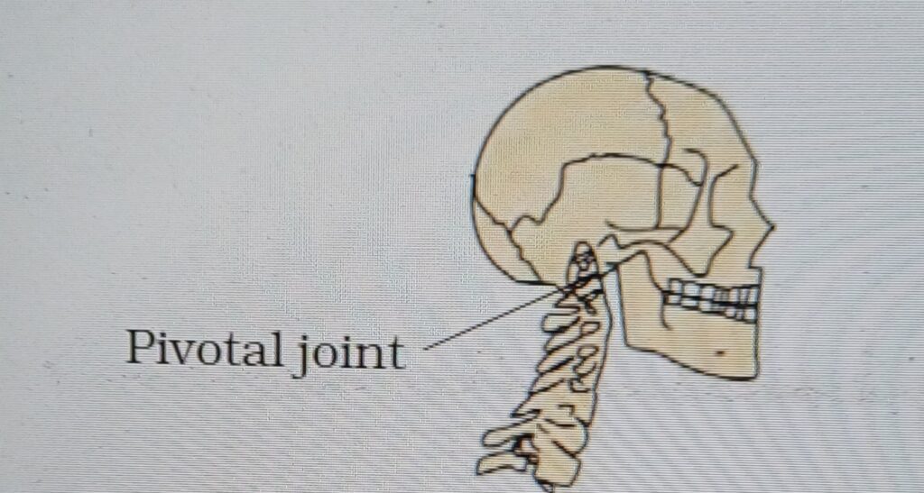 "Diagram showing the pivotal joint, which enables rotational movement of the head."